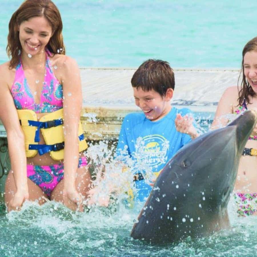 Punta Cana: Dolphin Royal Swim — Guided tour and outdoor activity