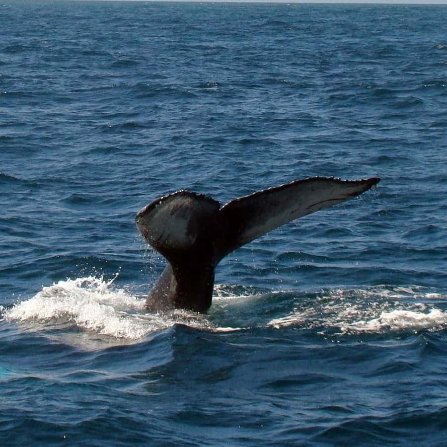 Boca Chica to Samaná Whale Watching | Private Catamaran Tour — Guided tour and outdoor activity
