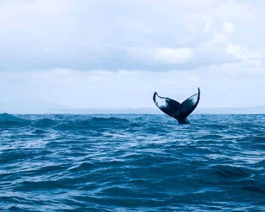 Punta Cana: Samaná Bay Whale Watching & Cayo Levantado — Guided tour and outdoor activity