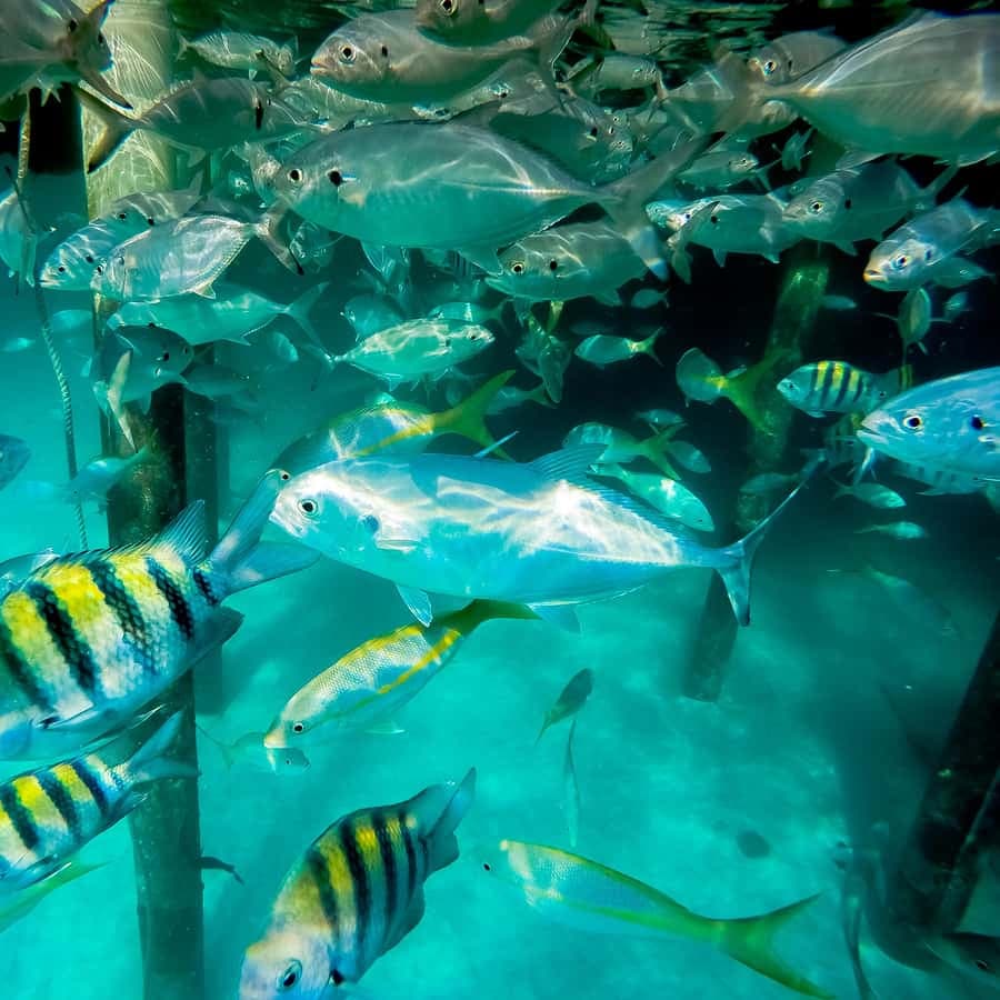Punta Cana: Marinarium Snorkeling Cruise — Guided tour and outdoor activity