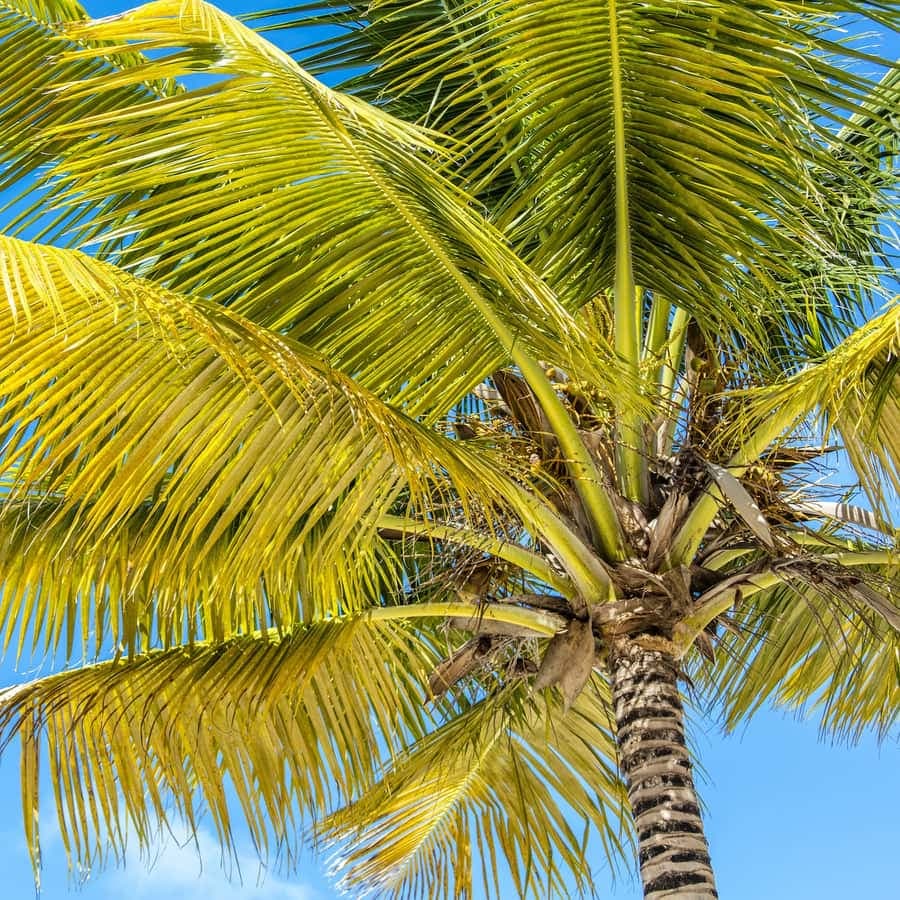 Punta Cana'dan: Öğle Yemeği ile Saona Adası'na Katamaran Gezisi — Guided tour and outdoor activity