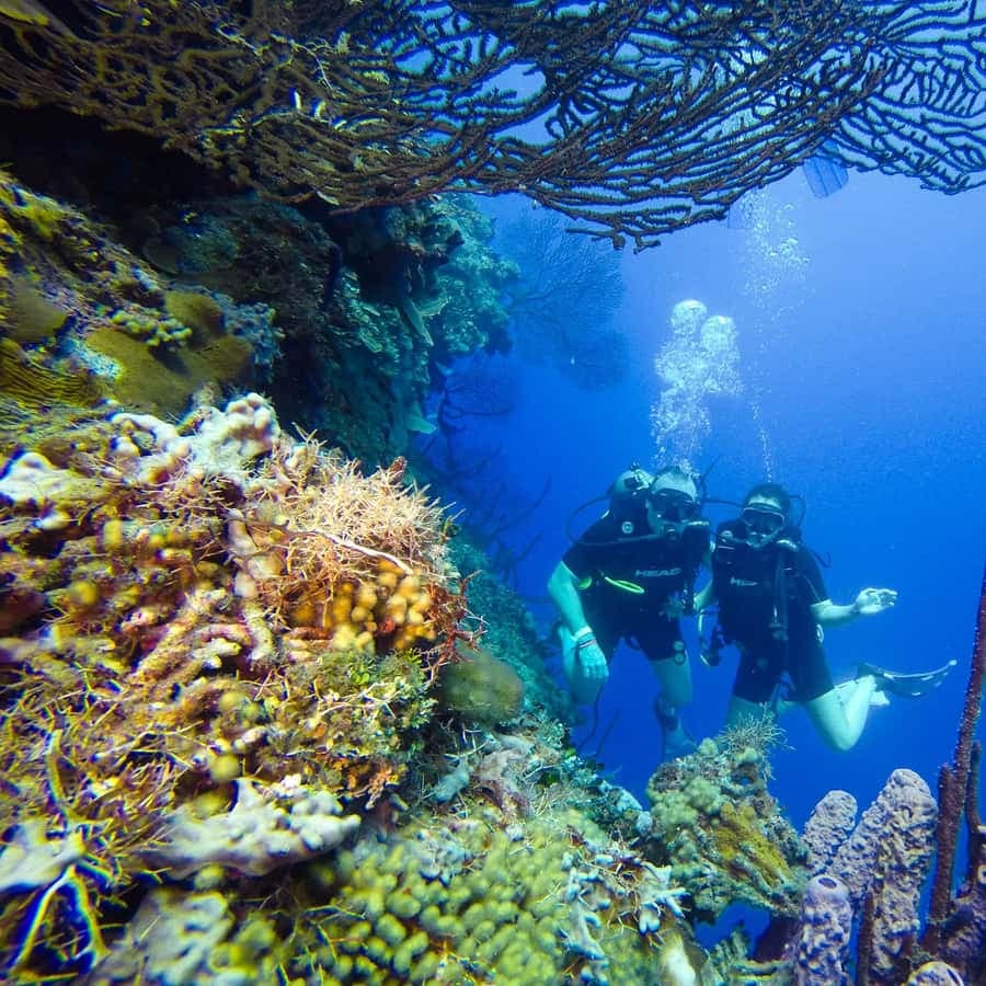 Punta Cana: Scuba Diving Adventure to Catalina Island — Guided tour and outdoor activity