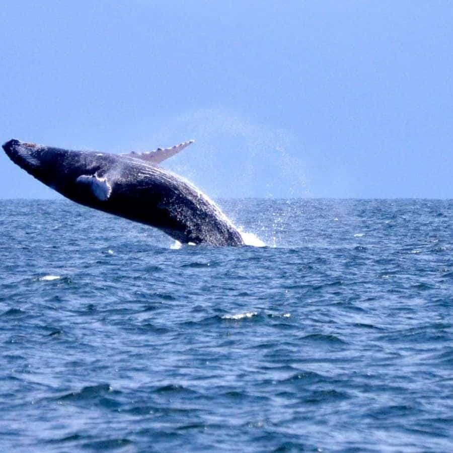 Bayahibe to Samaná Whale Watching | Private Catamaran Tour — Guided tour and outdoor activity