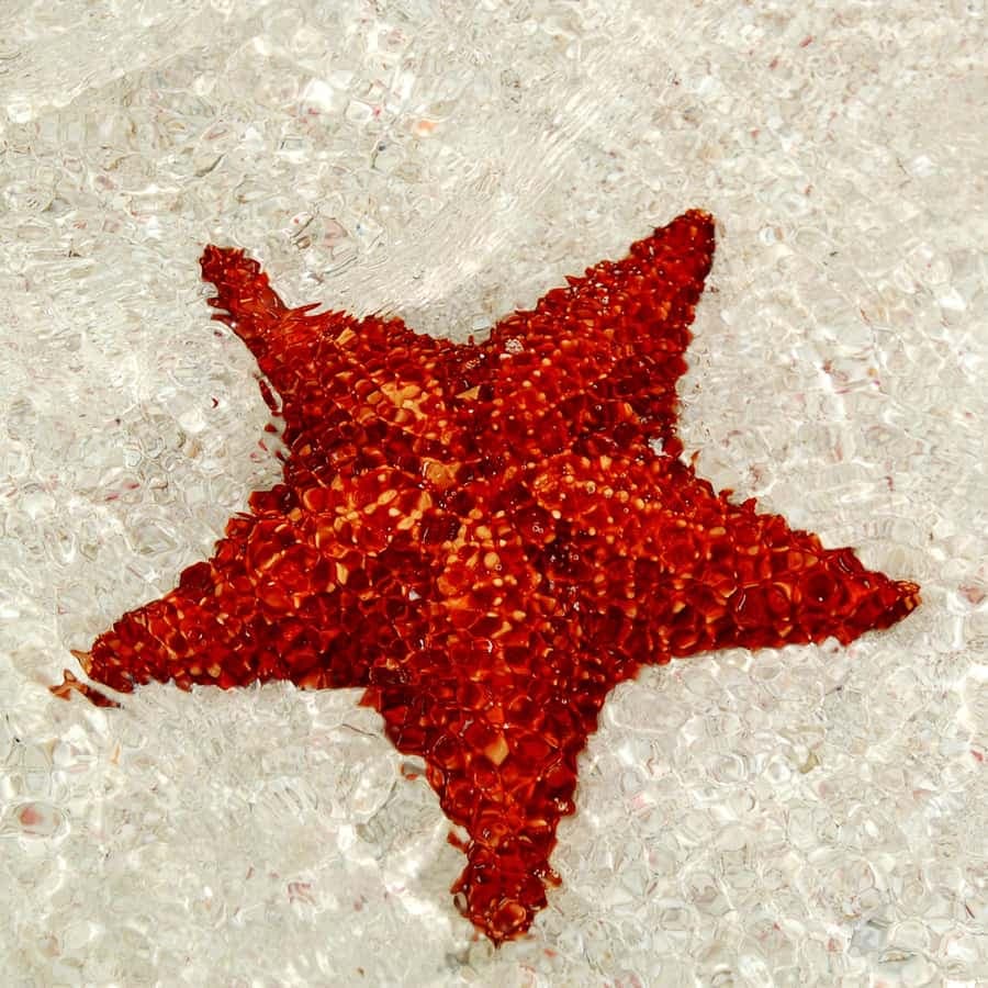 Saona Island: Tour of the 4 Beaches with Canto de la Playa — Guided tour and outdoor activity