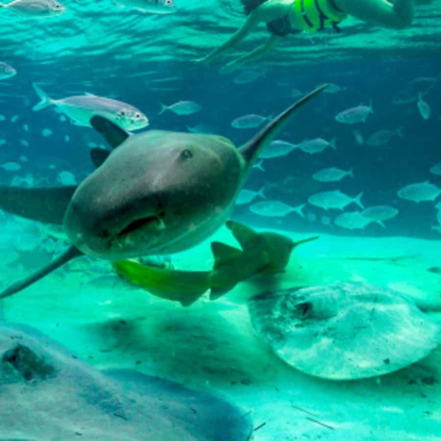 Punta Cana: Dolphin Royal Swim — Guided tour and outdoor activity