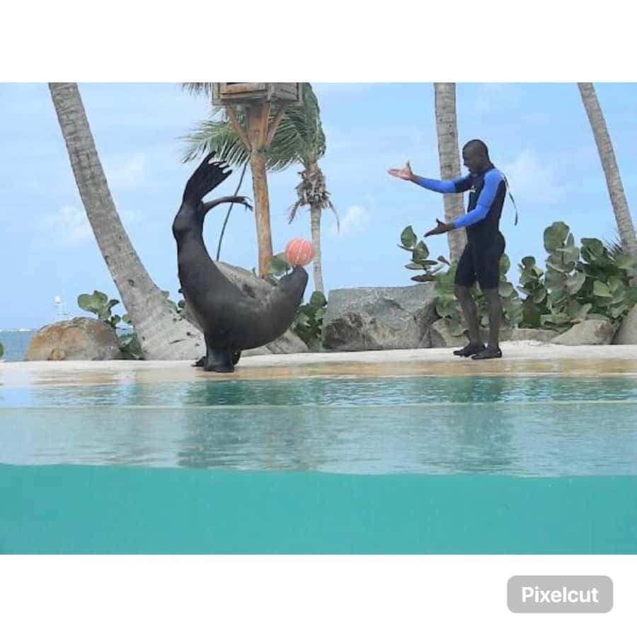 Punta Cana: Dolphin Explorer Park Entry, Swim, or Encounter — Guided tour and outdoor activity