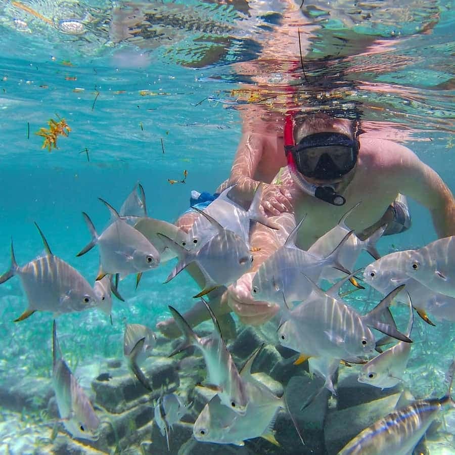 Punta Cana Coral Reef Restoration & Snorkelling Experience — Guided tour and outdoor activity