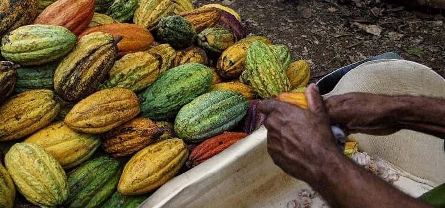Punta Cana: Cultural Tour with Coffee Tasting, Cocoa & Lunch — Guided tour and outdoor activity