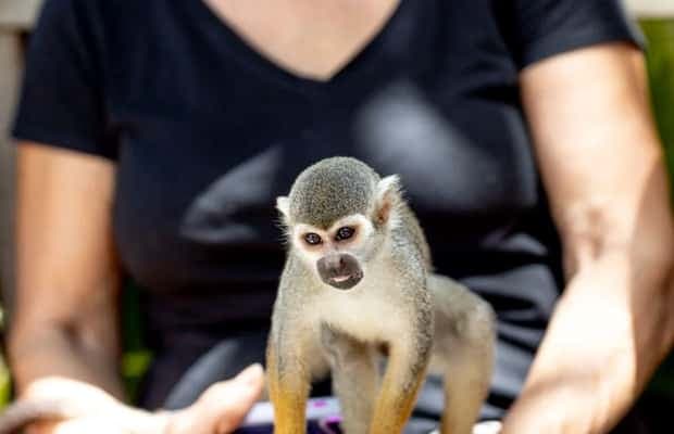 Punta Cana: Monkeyland Half-Day Tour with Snacks and Guide — Guided tour and outdoor activity