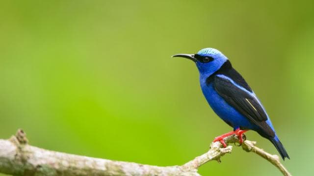 Costa Rica : Birdwatching experience with a profesional. — Guided tour and outdoor activity