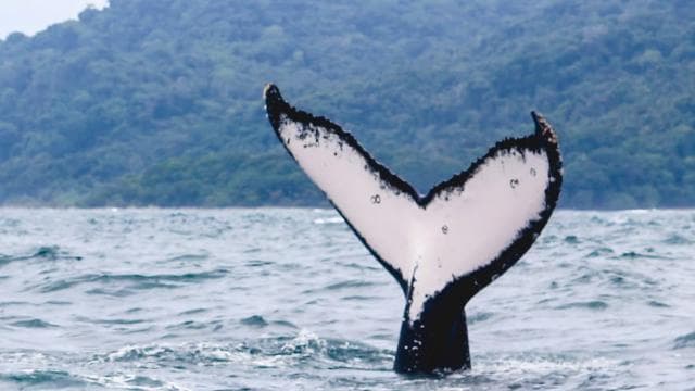 WHALE & DOLPHIN WATCHING IN UVITA COSTA RICA — Guided tour and outdoor activity