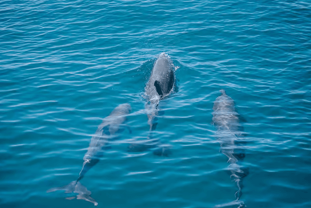 Manuel Antonio: Catamaran Cruise with Meal — Guided tour and outdoor activity
