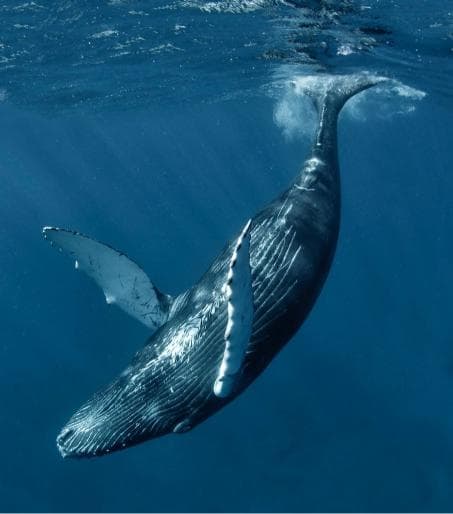 Punta Cana: Miches Whale Watching Catamaran Tour with Snacks — Guided tour and outdoor activity