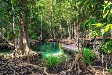 Private Samaná: Los Haitises Park, Caño Hondo & Yanigua Tour — Guided tour and outdoor activity