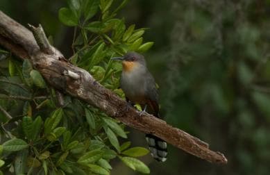 Los Haitises: Sunrise or Sunset wildlife focus — Guided tour and outdoor activity