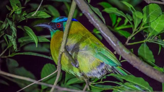 Monteverde Cloud Forest Night Walking Tour – Explore Nocturnal Wildlife — Guided tour and outdoor activity