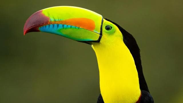 Guanacaste: Sloth Sanctuary and Waterfall Adventure — Guided tour and outdoor activity