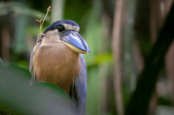 Tortuguero: Tour a los Canales en Parque Nacional Tortuguero — Guided tour and outdoor activity