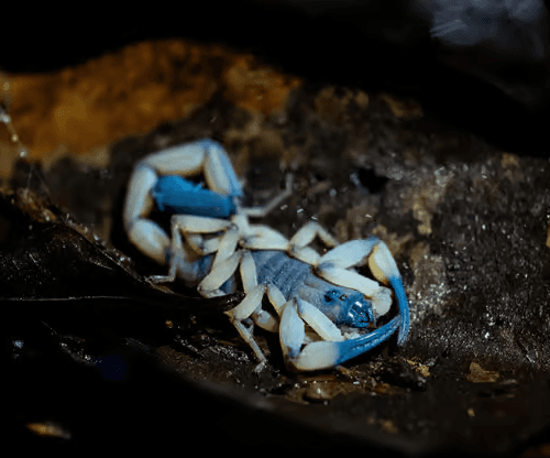 La Fortuna: Night Tour La Fortuna — Guided tour and outdoor activity