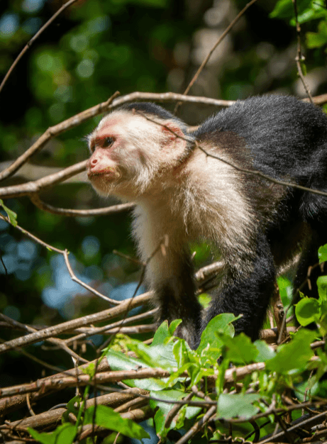 Punta Uva: Sloth and Wildlife Kayaking Tour — Guided tour and outdoor activity