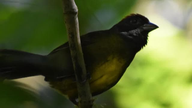 Monteverde: Cloud Forest Guided Nature Tour — Guided tour and outdoor activity