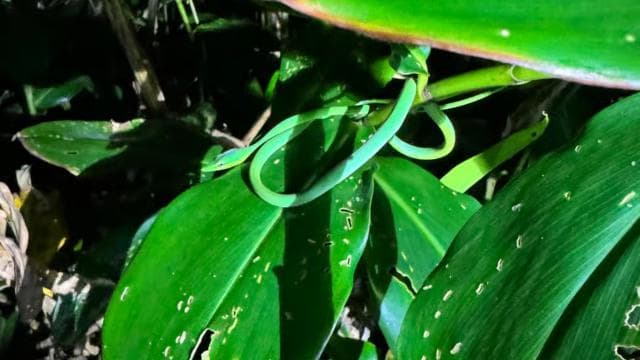 Tortuguero: Discover Hidden Nightlife of the Rainforest — Guided tour and outdoor activity