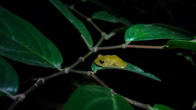 Monteverde: Coffee and Chocolate Tour with Night Hike — Guided tour and outdoor activity