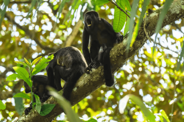 Cahuita National Park: Guided Nature & Wildlife Hike — Guided tour and outdoor activity