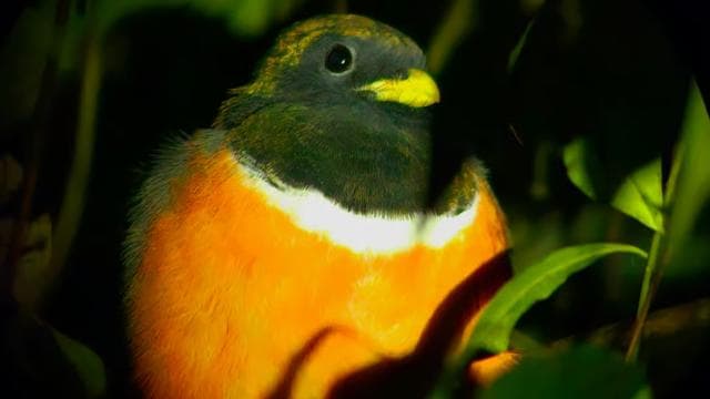 Monteverde: Oktari Monteverde Night Walk Tour — Guided tour and outdoor activity