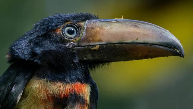 Rincón de la Vieja Rainforest Wildlife Night Tour — Guided tour and outdoor activity