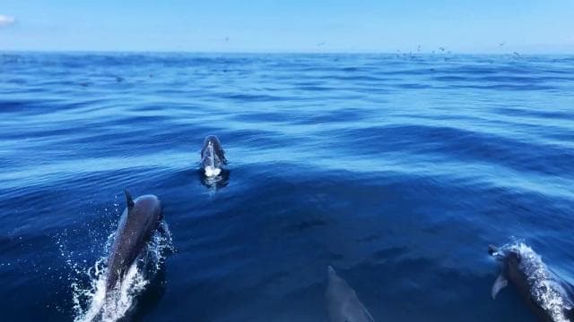 Drake Bay - Whales and Dolphins Watching Tour — Guided tour and outdoor activity