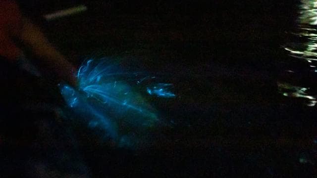 Paquera: Sunset and Bioluminescence Evening Kayaking Tour — Guided tour and outdoor activity