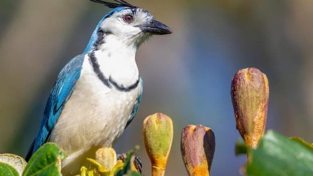 Rincón de la Vieja Rainforest Wildlife Night Tour — Guided tour and outdoor activity