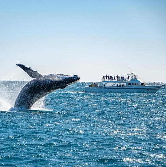 Samana : Whale watching & Kayaking — Guided tour and outdoor activity