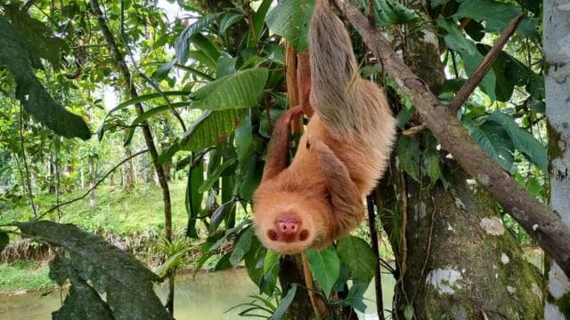 Monteverde: Curi-Cancha Reserve Tour with Entry Ticket — Guided tour and outdoor activity
