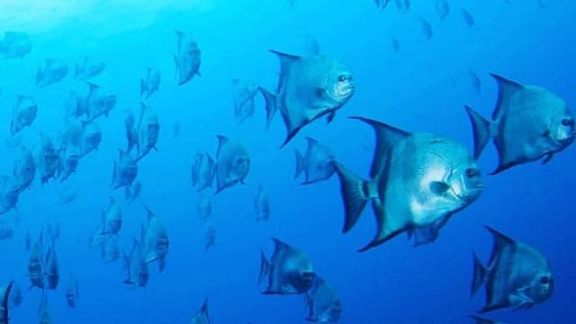Flamingo & Tamarindo: Two Dives at Las Catalinas Islands — Guided tour and outdoor activity