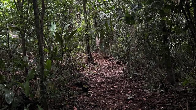 Corcovado Sunrise Tour with Los Planes Ranger Station — Guided tour and outdoor activity