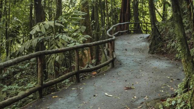 Fortuna Arenal : Tropical Rainforest Arenal Hanging Bridges — Guided tour and outdoor activity