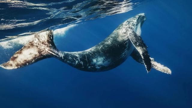 From Punta Cana: Whale Watching & Cayo Levantado Island — Guided tour and outdoor activity
