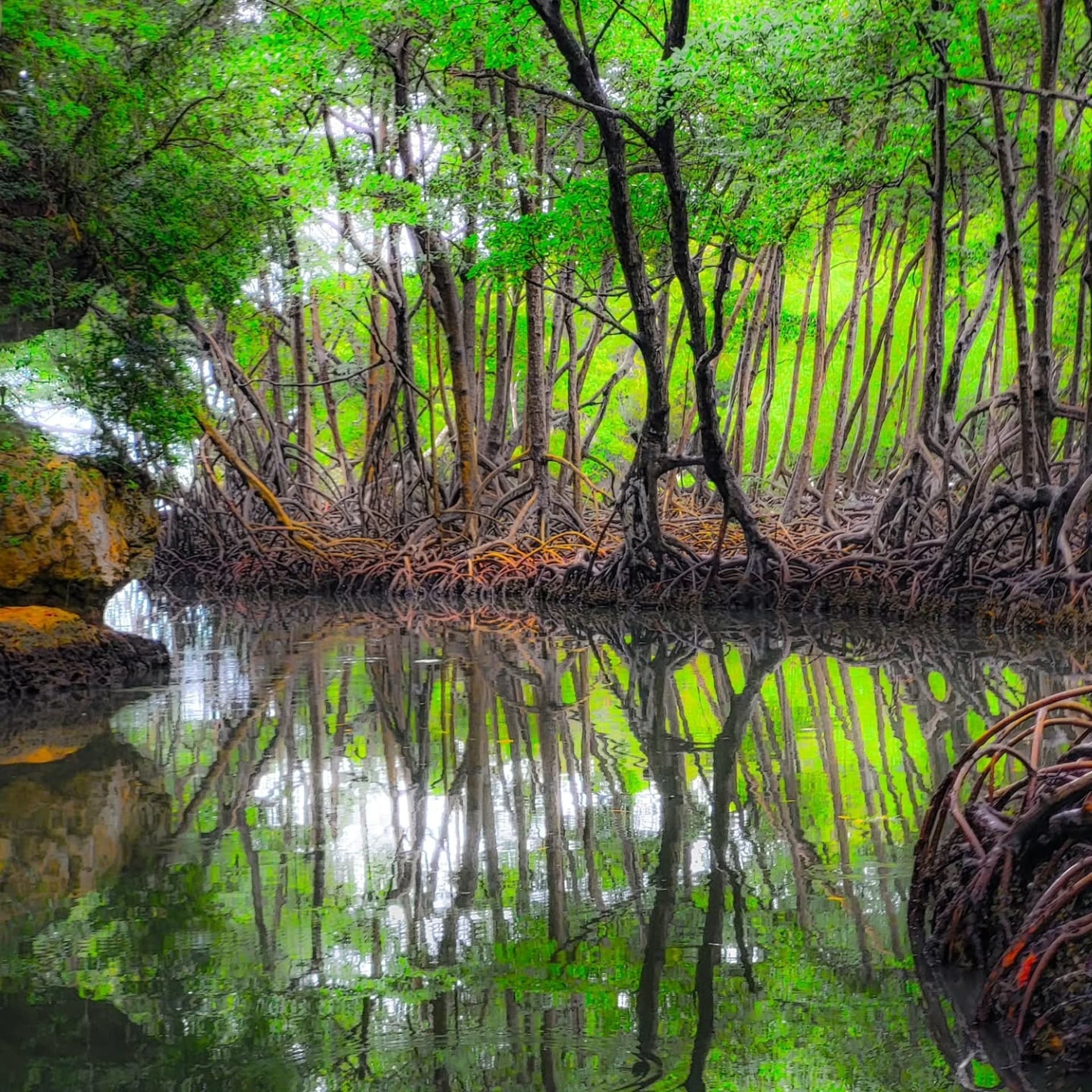 Los Haitises Caves, Mangroves & Cayo Levantado Island Tour — Guided tour and outdoor activity