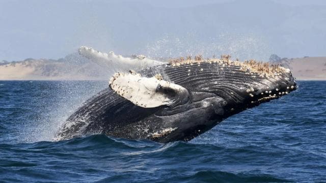 Uvita: Marino Ballena National Park Whale/Dolphin Watching — Guided tour and outdoor activity