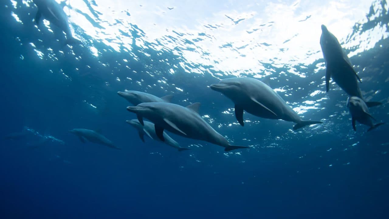 VIP Swim with Dolphins at Ocean World Puerto Plata — Guided tour and outdoor activity