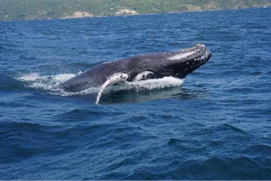 Punta Cana: Miches Whale Watching Catamaran Tour with Snacks — Guided tour and outdoor activity