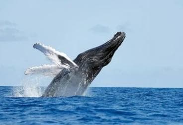 From Punta Cana: Whale Watching and Montana Redonda Tour — Guided tour and outdoor activity