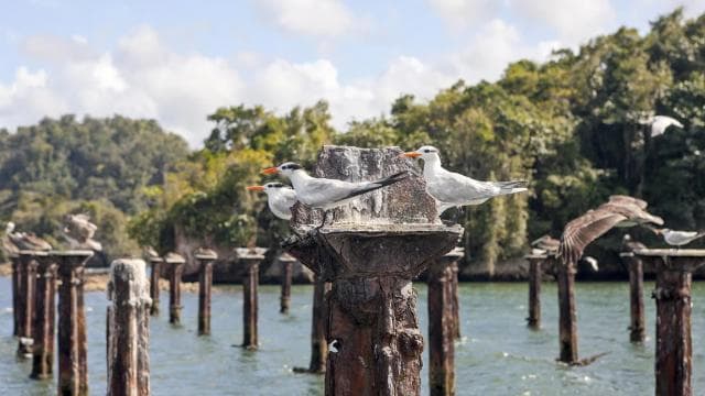 From Samana: Los Haitises Boat and Walking Tour with Lunch — Guided tour and outdoor activity