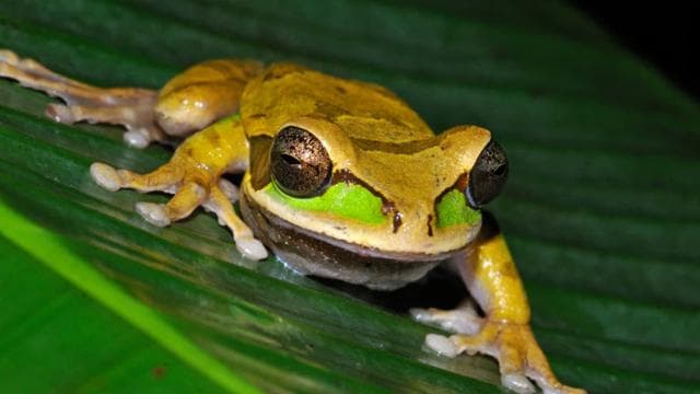 La Fortuna: Evening Frog Safari — Guided tour and outdoor activity