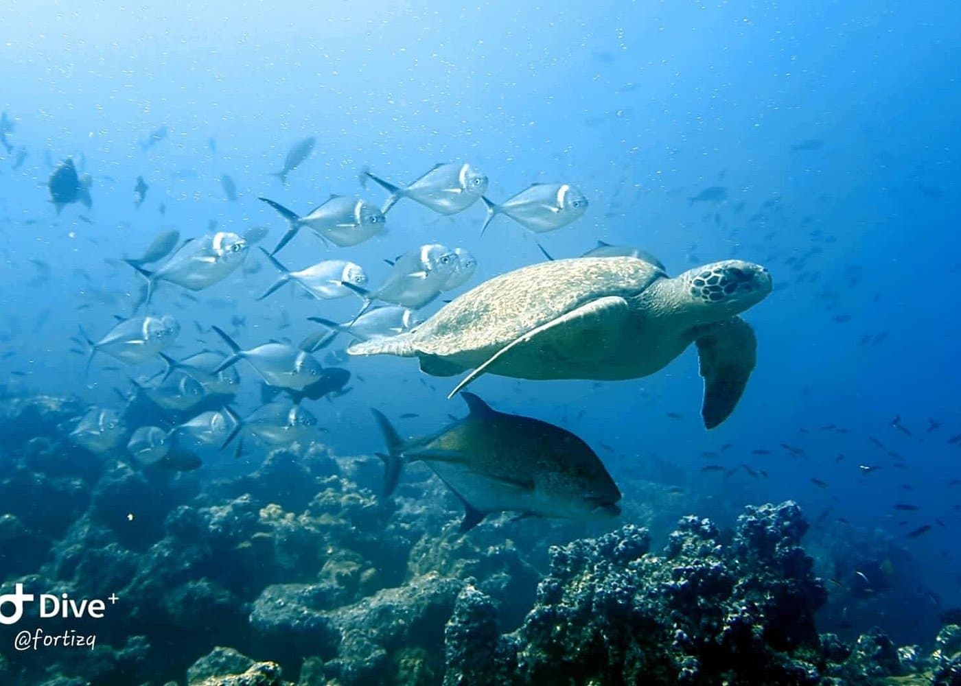 Full Day Tour Pinzon Island + La Fe/Las Palmas - Snorkeling & Fishing — Guided tour and outdoor activity