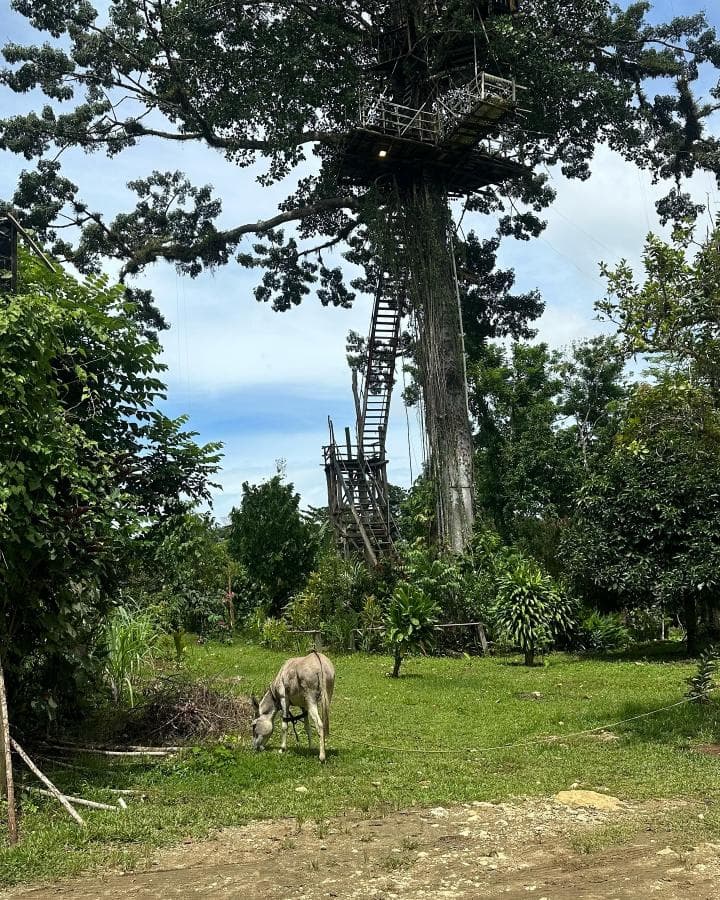 Samana: Yanigua Waterfalls Day Trip from Samaná with Ferry to Sabana de la Mar — Guided tour and outdoor activity