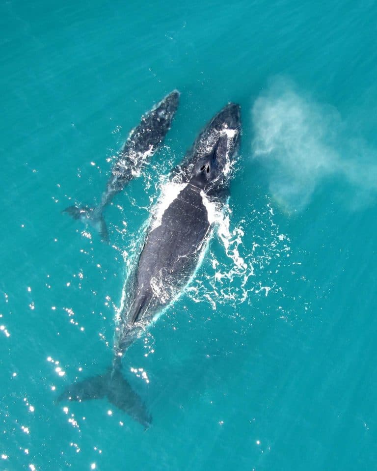 Family-Friendly Whale Watching Tour in Samaná — Guided tour and outdoor activity