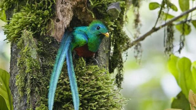 Quetzal: Costa Rica Birdwatching Experience - Los Quetzales — Guided tour and outdoor activity